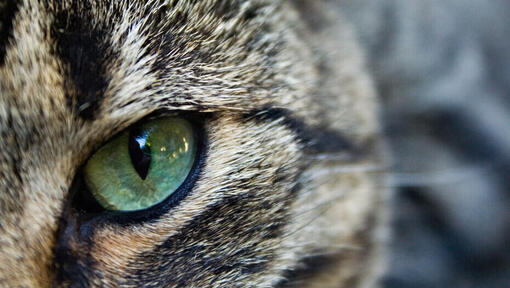 Primo piano dell'occhio verde di un gatto