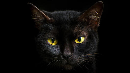 Primo piano di un gatto nero con gli occhi gialli