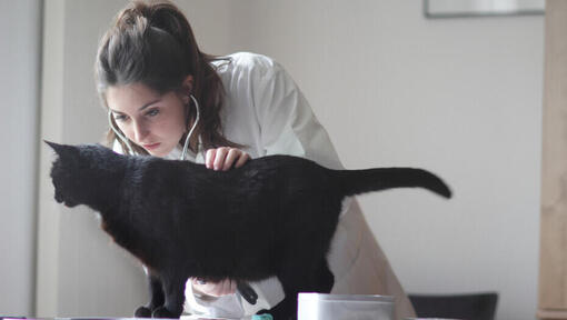 Veterinario che esamina il gatto nero