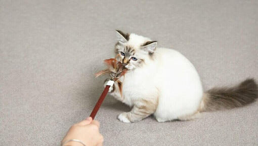 gattino che gioca con una bacchetta di piume