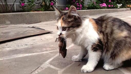 gatto con un topo in bocca