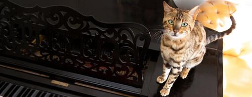 Gatto del Bengala seduto su un pianoforte  mentre viene suonato.