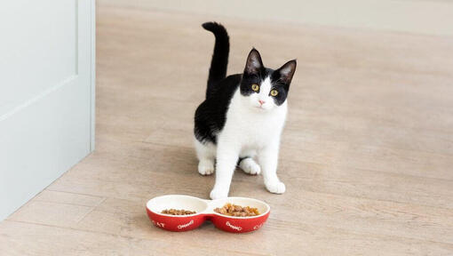 Gatto in bianco e nero con ciotole di cibo per gatti