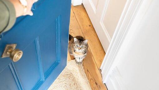 Gatto in attesa alla porta