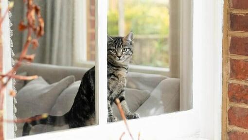 Gattino che guarda fuori dalla finestra di casa
