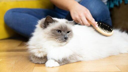 gattino con i capelli spazzolati