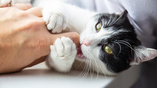 Gatto bianco e nero che mordicchia il dito del proprietario.