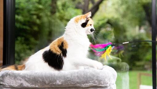 Gattino che gioca con la bacchetta di piume dai colori vivaci