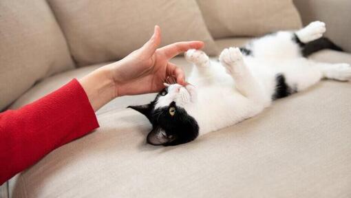 Proprietario che gioca con il gattino sul divano