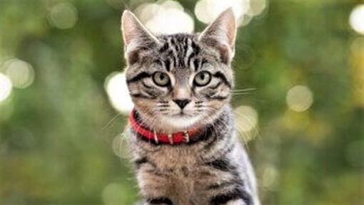 Gatto Tabby con colletto rosso