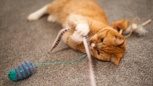 gatto zenzero che gioca con una bacchetta di piume