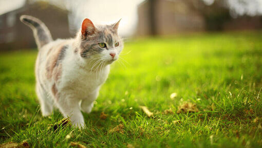 gattino che cammina sull'erba
