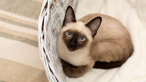 Gatto siamese