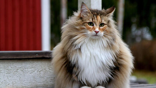 Gatto maine coon