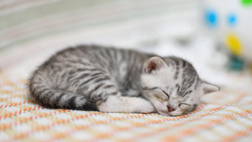piccolo gattino che dorme su una coperta
