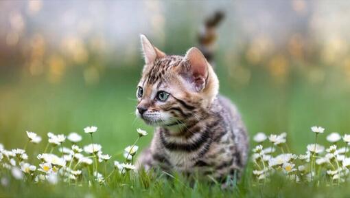 Gattino a strisce scure seduto nel campo delle margherite.