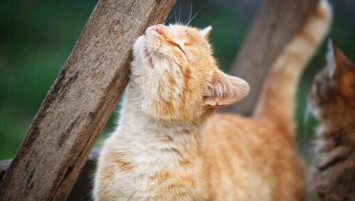 gatto allo zenzero che si strofina contro un pezzo di legno