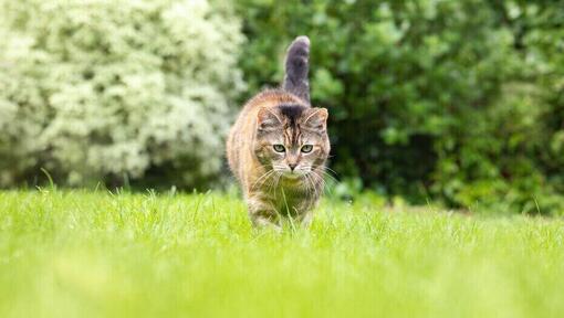 gatto che cammina nell'erba