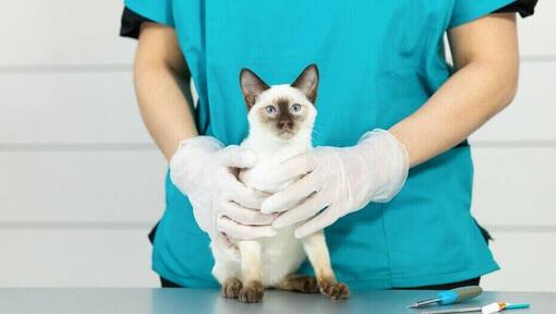 Gatto siamese dal pelo leggero sul tavolo veterinario