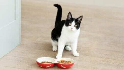 Gatto in bianco e nero con cibo per gatti in ciotole
