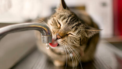 acqua potabile per gatti marroni da un rubinetto