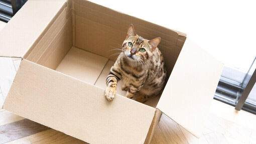 Gatto del Bengala seduto in una scatola di cartone.
