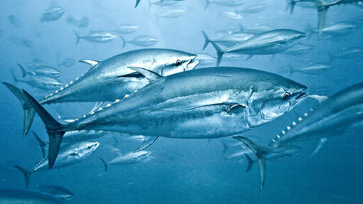 Pesce nell'oceano