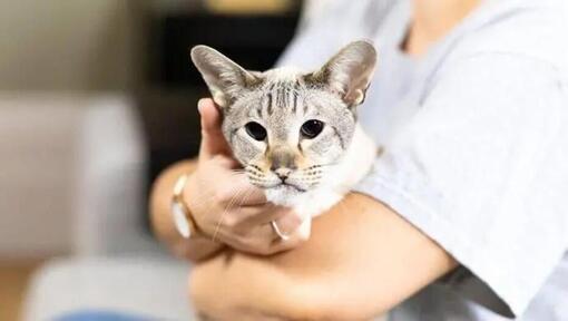 Gatto tenuto tra le braccia dei proprietari