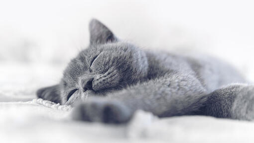 gatto blu che dorme