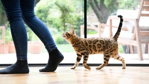 gatto bengala che cammina accanto all'essere umano