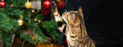 gatto che gioca con l'albero di natale