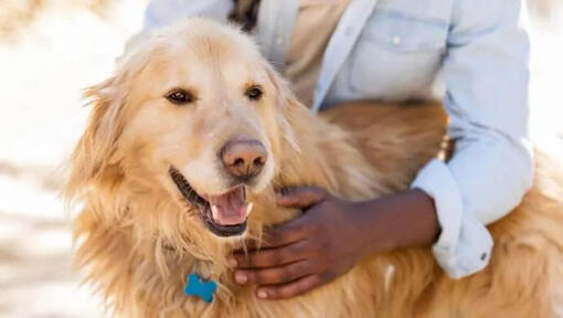 a woman hugs a golden retriever