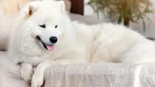 a white dog is lying on the sofa