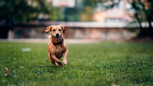 Cane che corre sull'erba