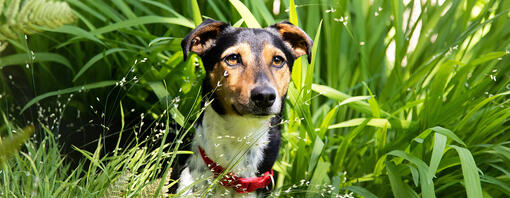 Dog sitter tra i cespugli