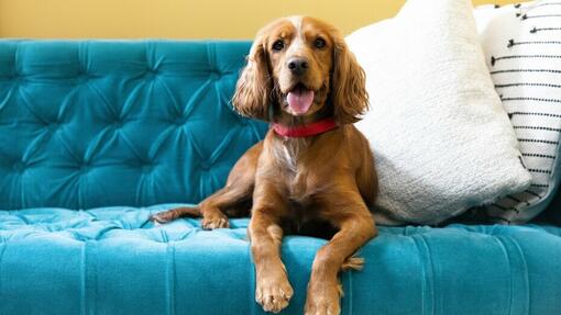 cane marrone seduto su un divano blu