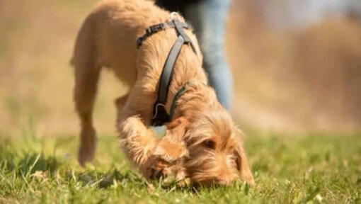 Nellierba Rosso Spaniel