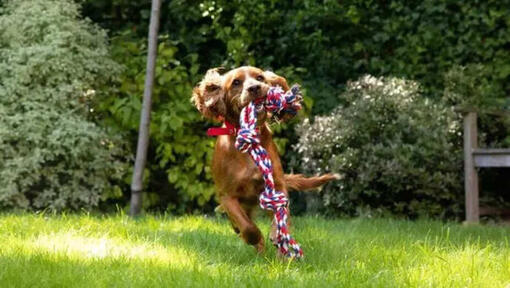 Il cane corre con una corda