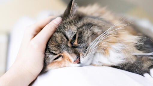 In che modo i gatti mostrano affetto 1