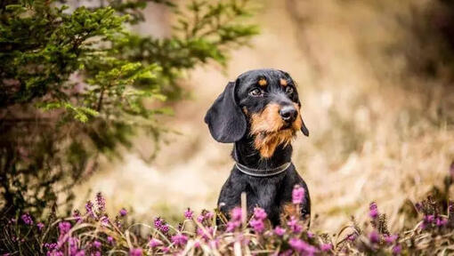 I migliori nomi di cani neri: L'elenco definitivo