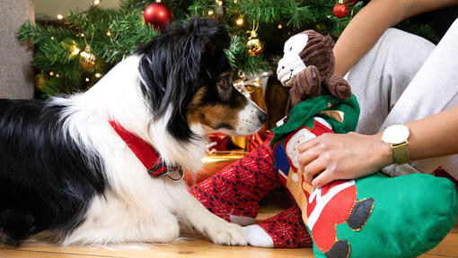 cane che riceve i regali di natale