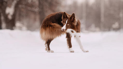 cane marrone lanuginoso che si morde la coda nella neve