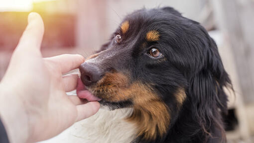 cane che lecca la mano del proprietario