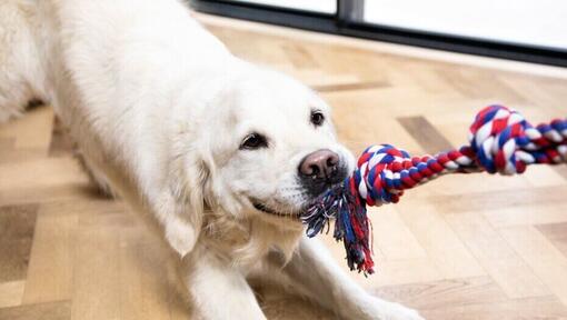 cane che gioca al tiro alla fune con un giocattolo di corda