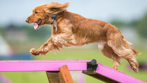 cane che corre su un'asse del corso di agilità
