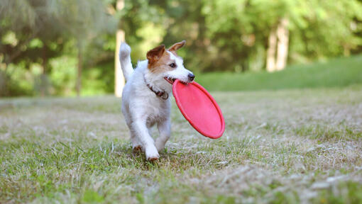 piccolo cane che porta un frisbee rosso