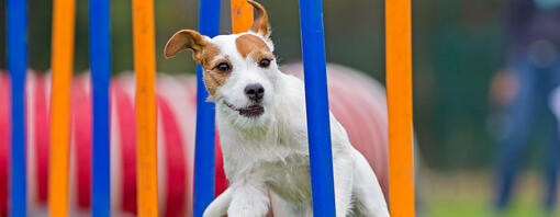 piccolo cane che corre su un corso di agilità