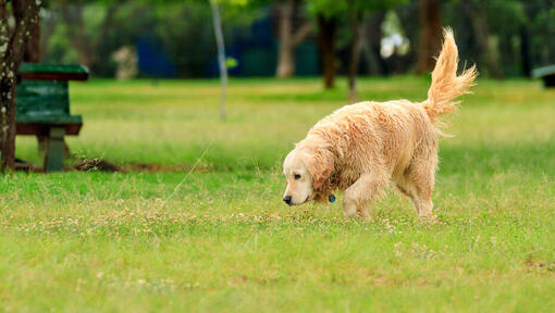 golden retriever che annusa l'erba