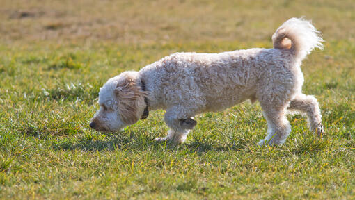 piccolo cane che annusa l'erba