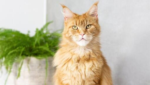 Ginger Maine Coon seduto